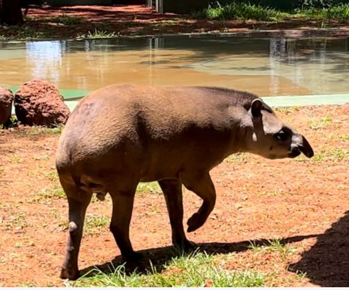 Zoo de Guaíra recebe mais uma novidade para seu plantel: a anta “Caju”