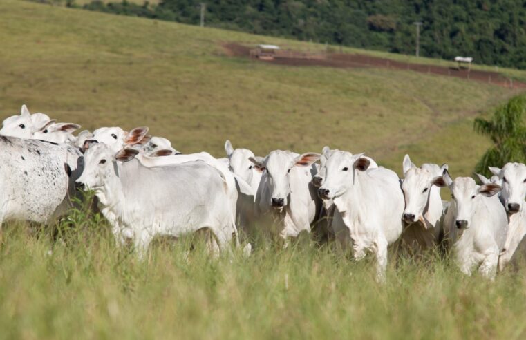 Minerva Foods, Biogénedis Bagó e Phibro Saúde Animal anunciam os  resultados do Programa de Carcaças