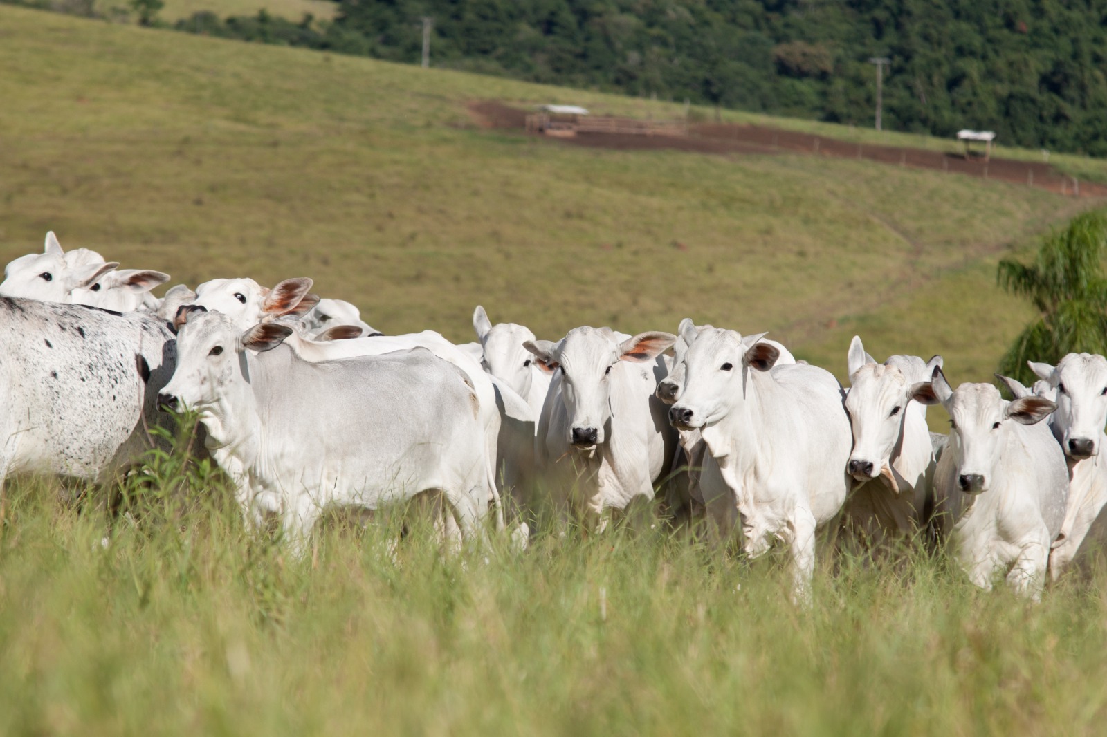 Minerva Foods, Biogénedis Bagó e Phibro Saúde Animal anunciam os  resultados do Programa de Carcaças