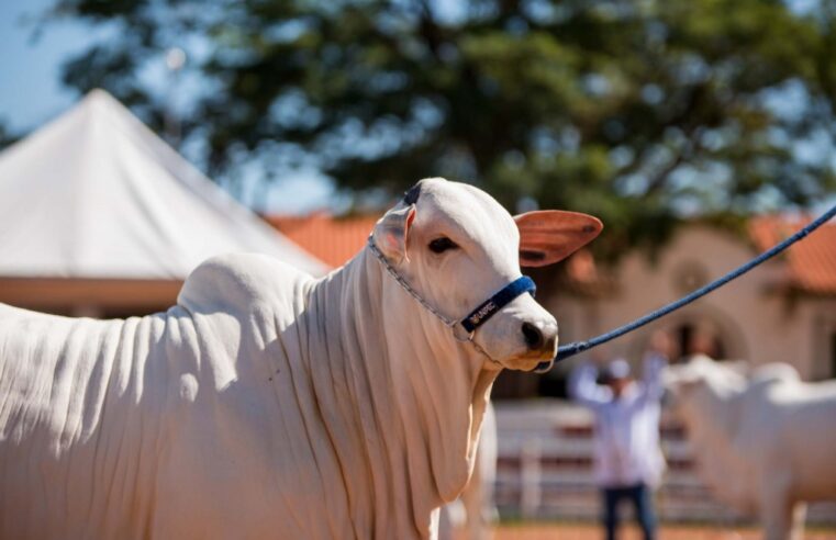 Criadores de gado e búfalos devem vacinar rebanho contra aftosa até 30 de novembro