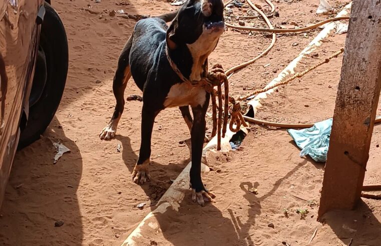 Polícia Civil resgata cadela e quatro filhotes em situação de maus-tratos