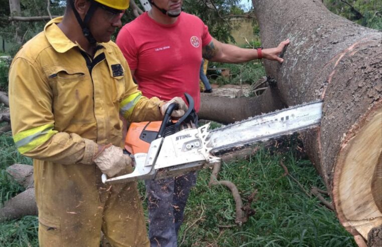 Árvore de grande porte com risco de queda  é cortada em praça