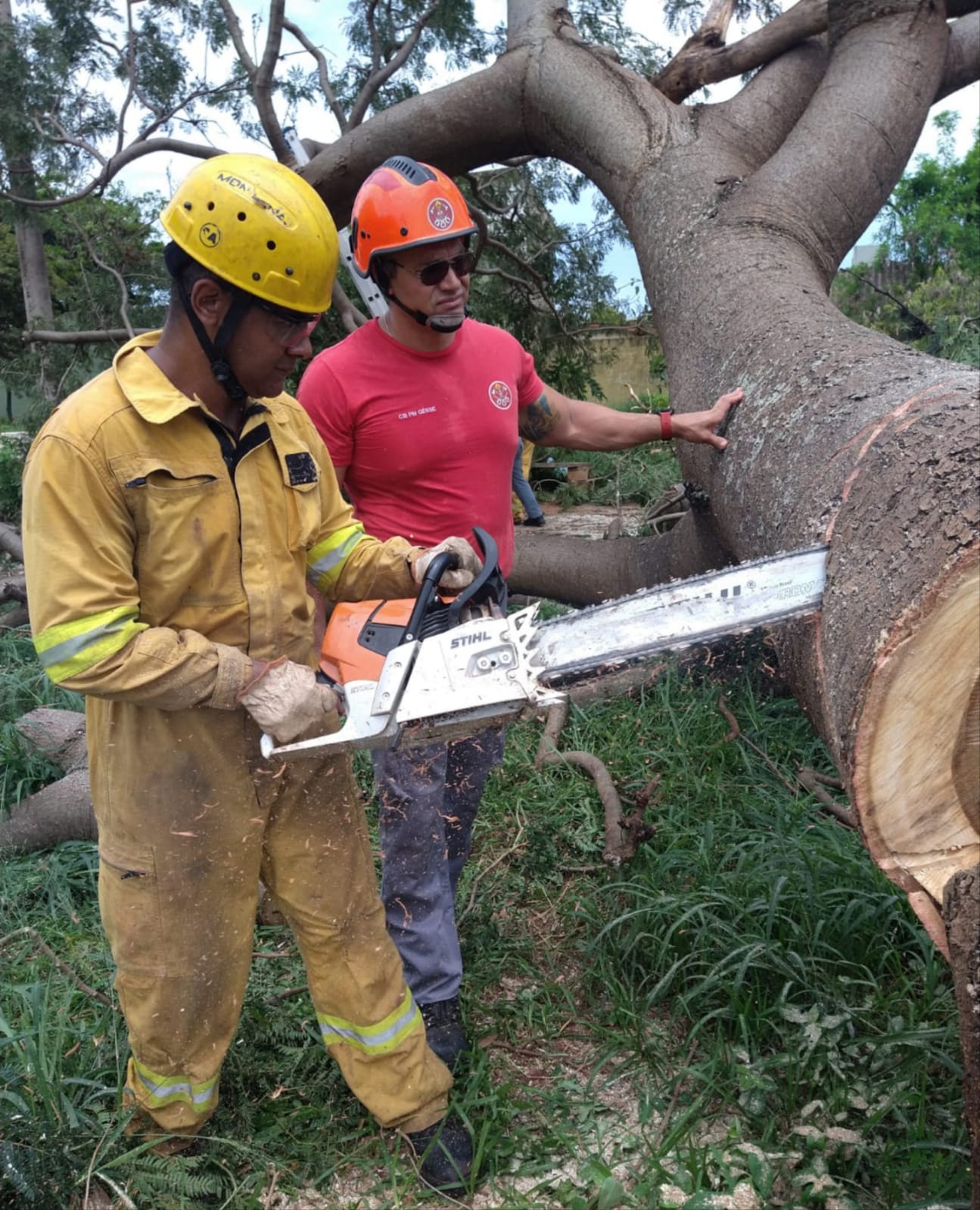 Árvore de grande porte com risco de queda  é cortada em praça