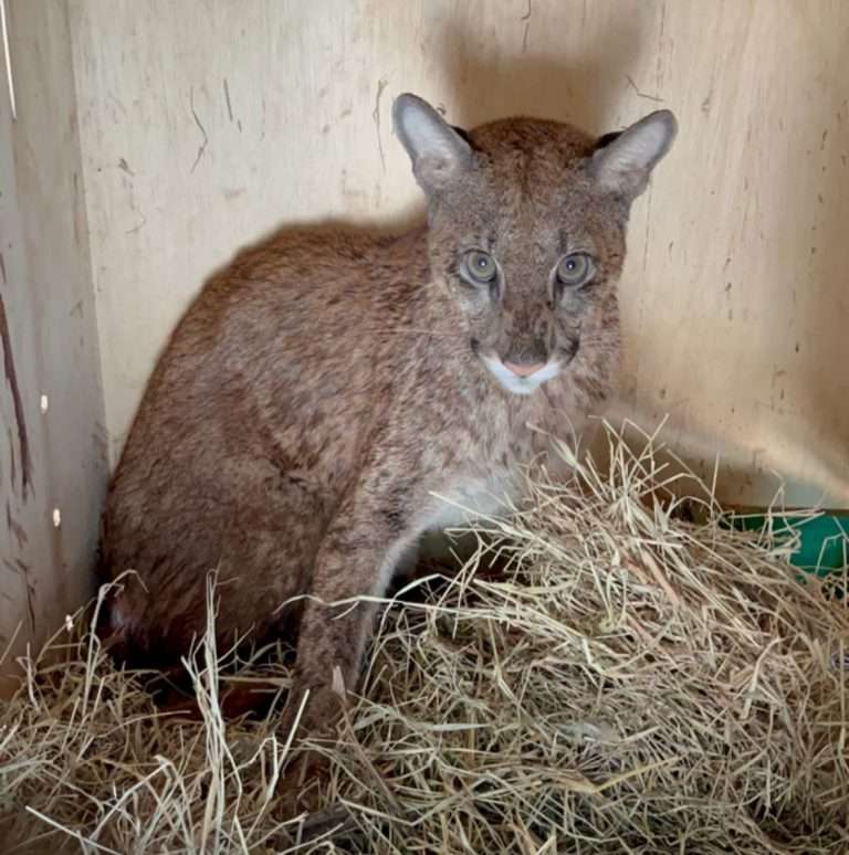 Onça parda é solta após se recuperar no zoológico de Rio Preto