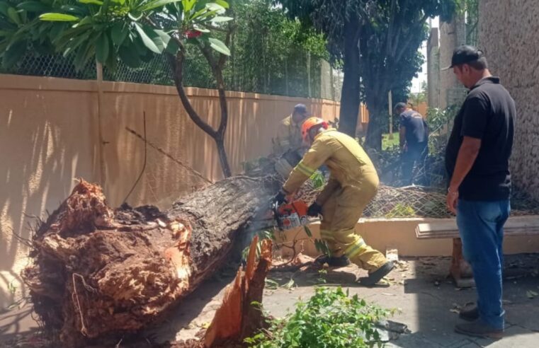 Árvores de grande porte são cortadas após queda em vendaval