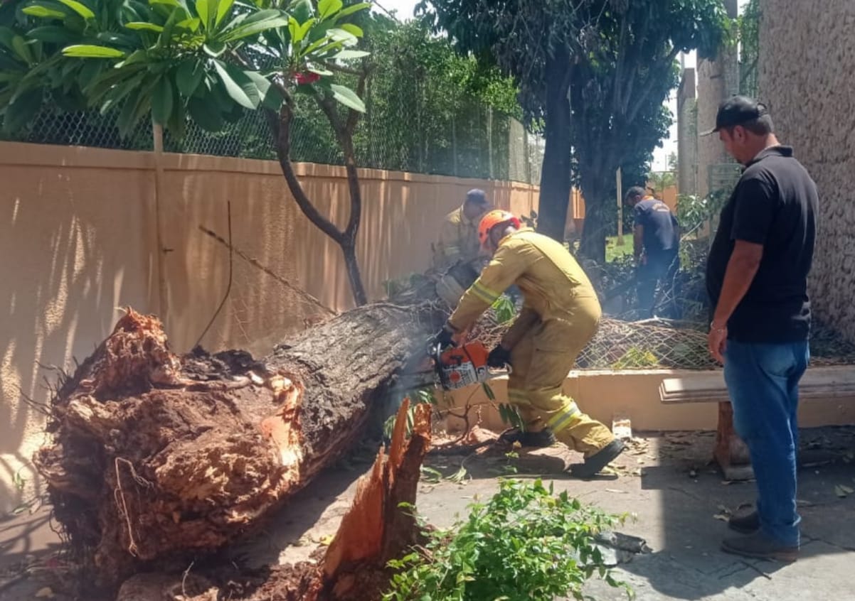 Árvores de grande porte são cortadas após queda em vendaval