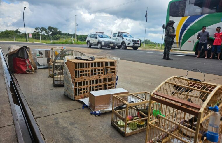PM Ambiental resgata 67 aves nativas transportadas em ônibus de viagem na divisa entre SP e MG