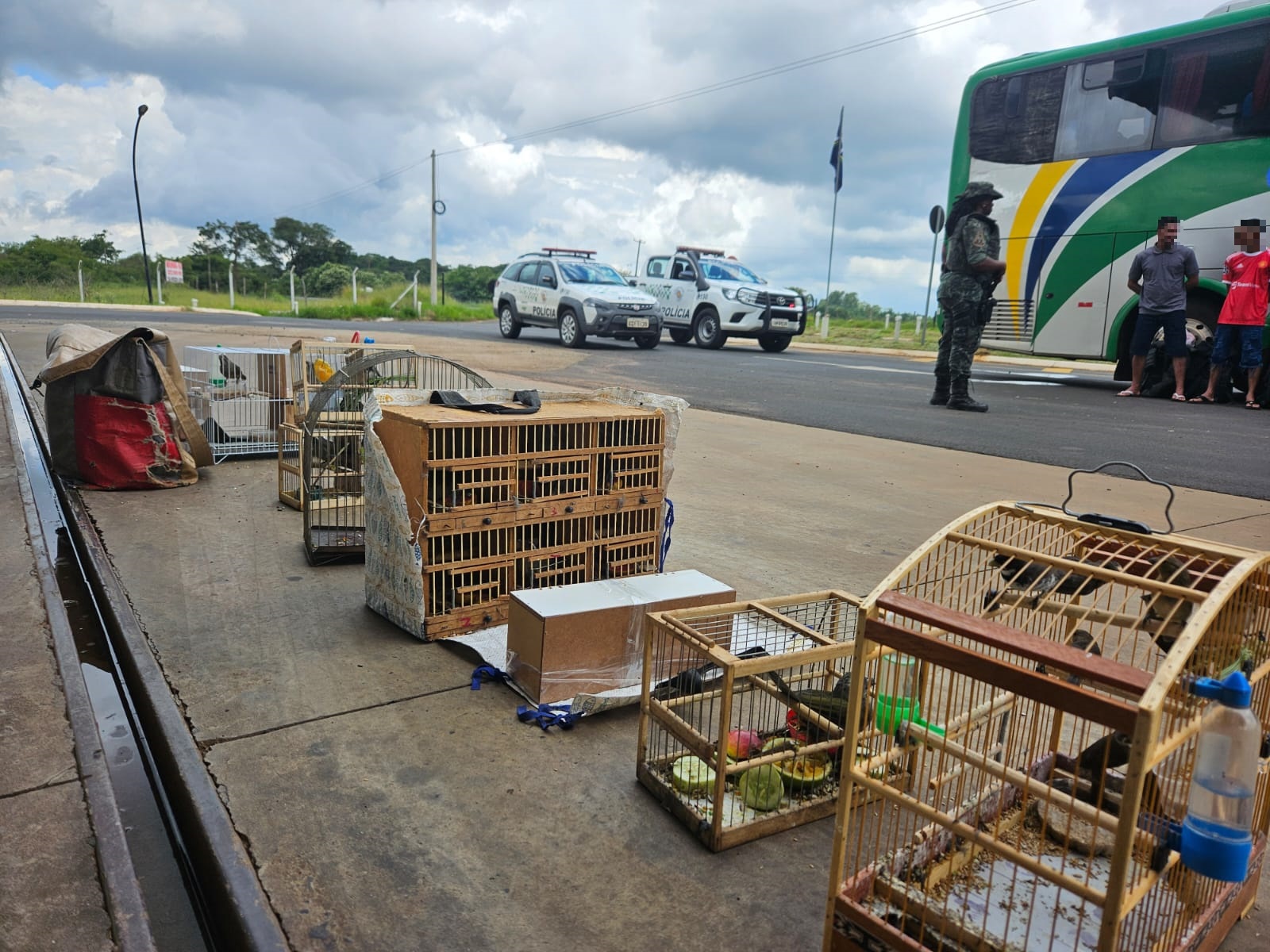 PM Ambiental resgata 67 aves nativas transportadas em ônibus de viagem na divisa entre SP e MG