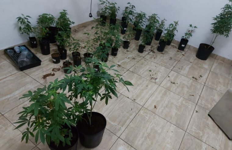 Mulher é presa por manter laboratório para cultivo de maconha em São Paulo