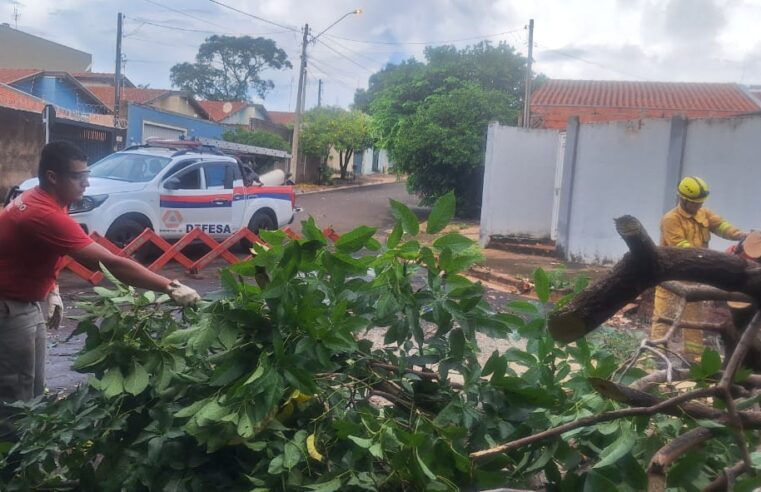 Defesa Civil atende 10 chamados de queda de árvores