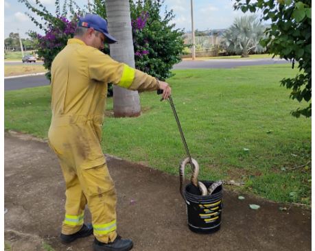 Defesa Civil captura cobra na Avenida das Nações