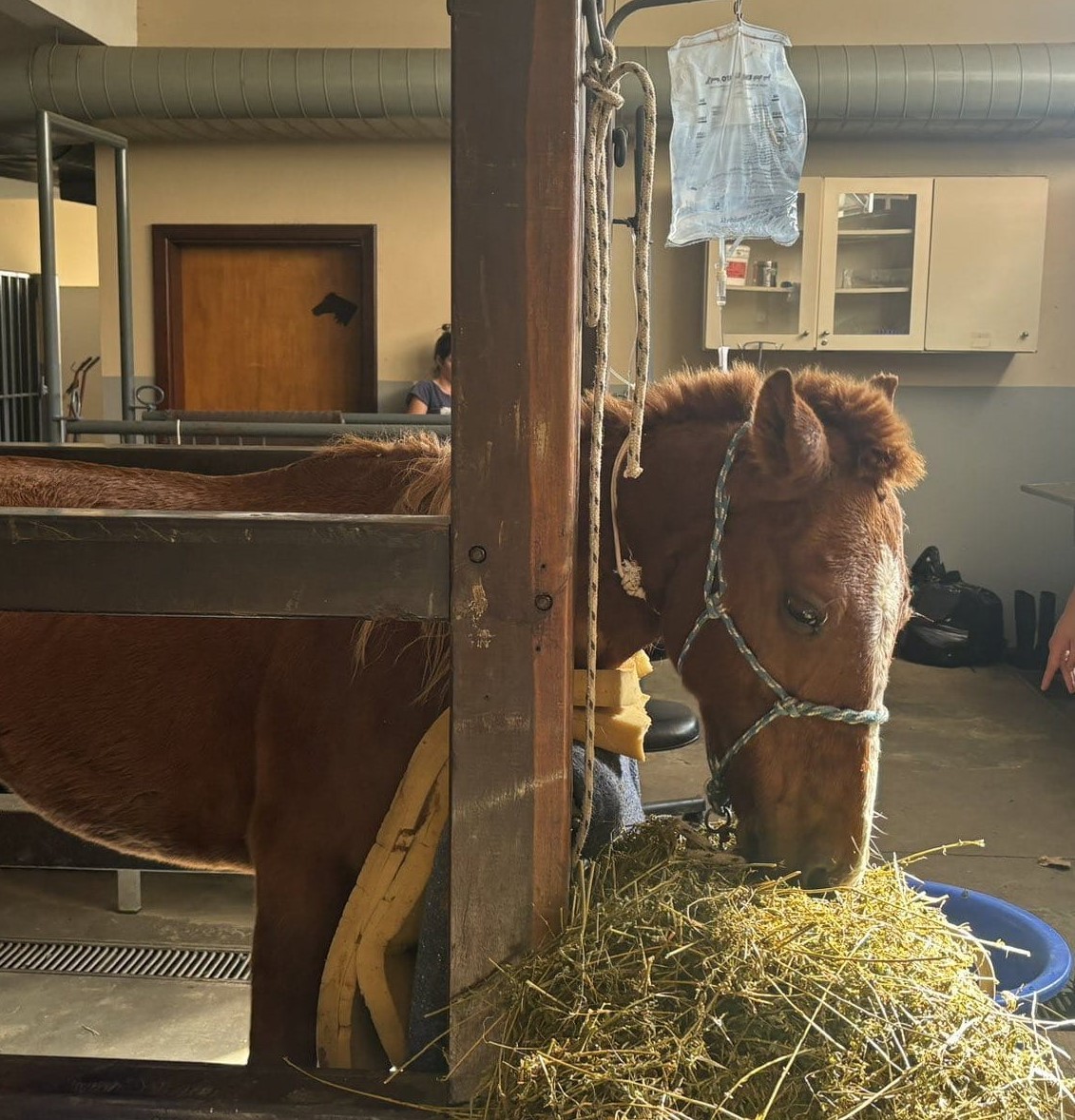 Como foi o resgate do cavalo Caramelo, ilhado há 4 dias em Canoas