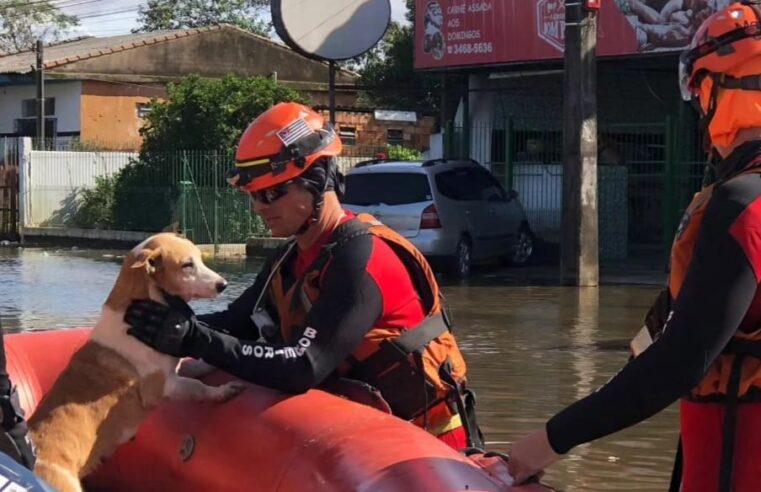 Corpo de Bombeiros de SP encerra missão no RS com mais de 1,3 mil resgates