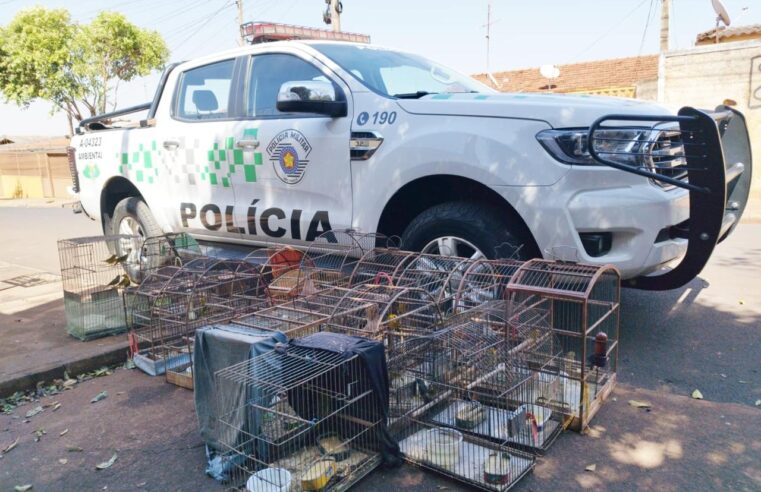 Polícia Ambiental faz apreensão de 31 aves após denúncia