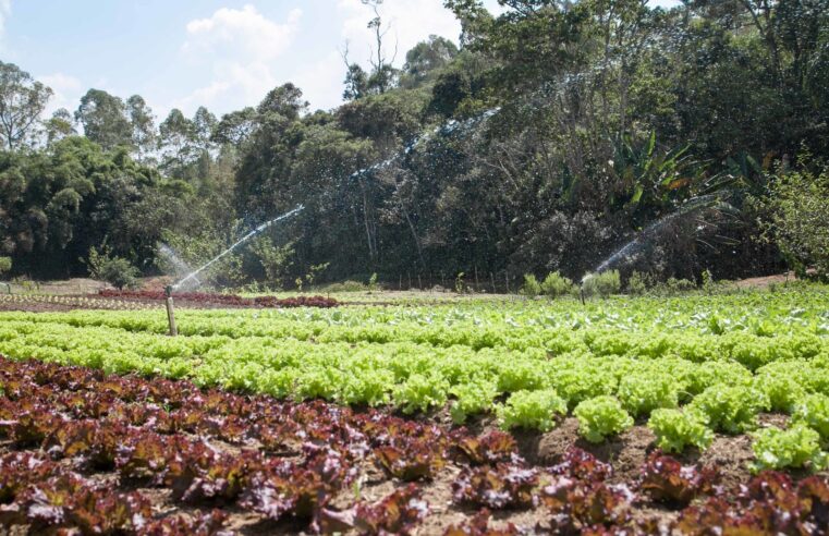 Sebrae-SP abre 75 vagas para produtores rurais da região de Barretos em programa gratuito de inovação