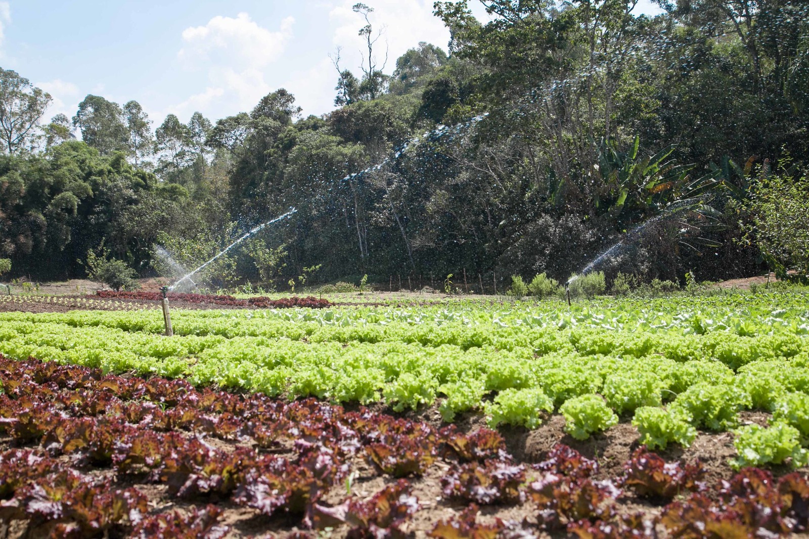 Sebrae-SP abre 75 vagas para produtores rurais da região de Barretos em programa gratuito de inovação