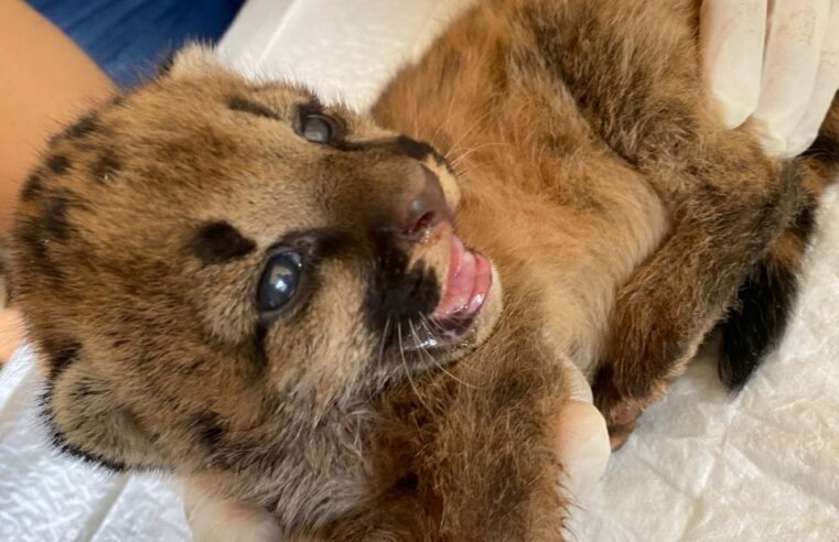 Filhote de onça-parda resgatado de incêndio é recebido pelo zoológico de Guaíra