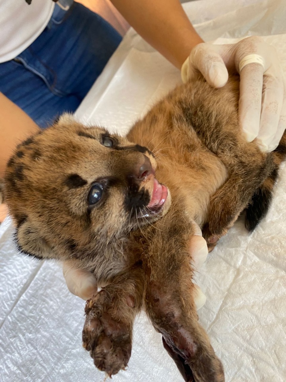 Filhote de onça-parda resgatado de incêndio é recebido pelo zoológico de Guaíra