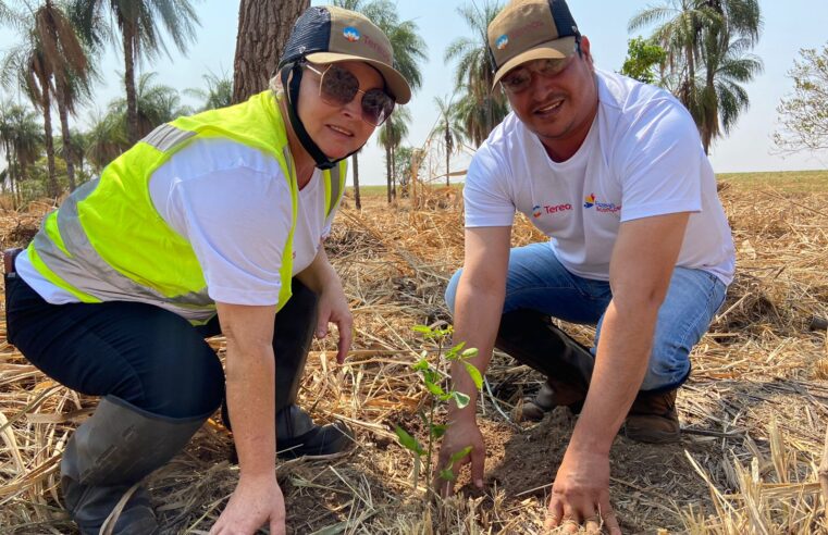 Colaboradores da Tereos plantam mil mudas em fazenda em Barretos