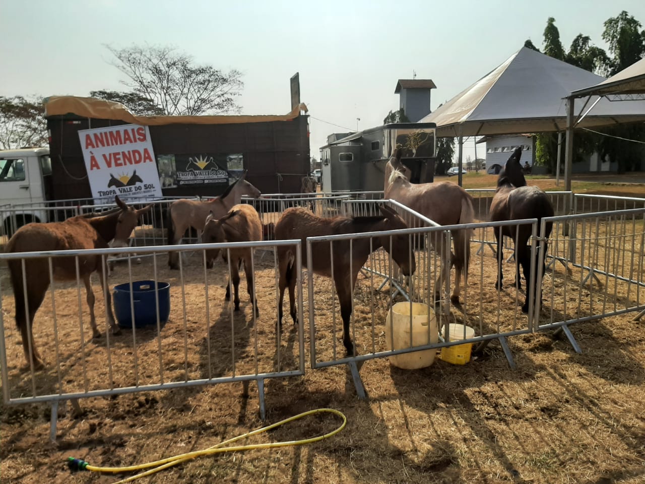 4º Encontro de Muladeiros acontece em Barretos