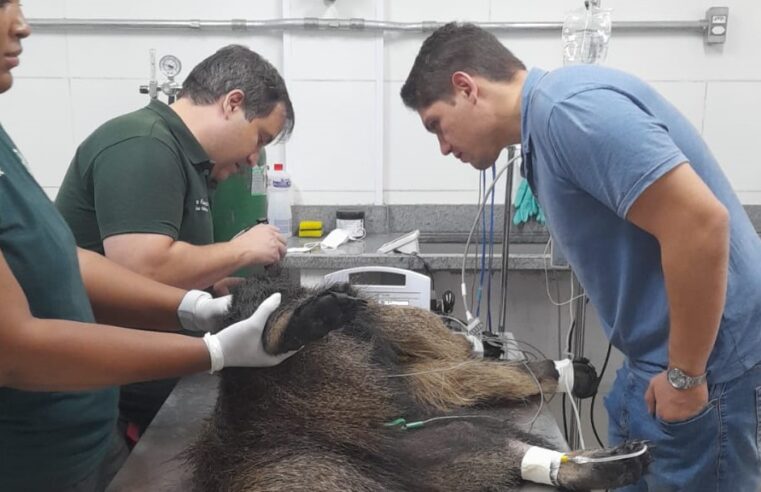 Incêndios florestais: SP monta rede de atendimento para animais silvestres vítimas das queimadas