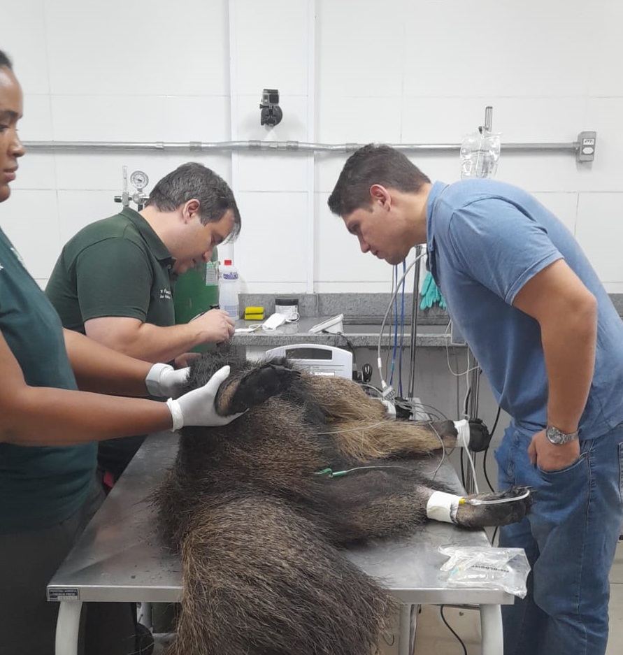 Incêndios florestais: SP monta rede de atendimento para animais silvestres vítimas das queimadas