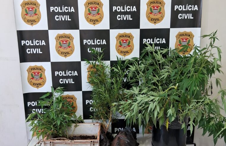 Polícia Civil desmantela laboratório de cultivo de maconha em Guaíra