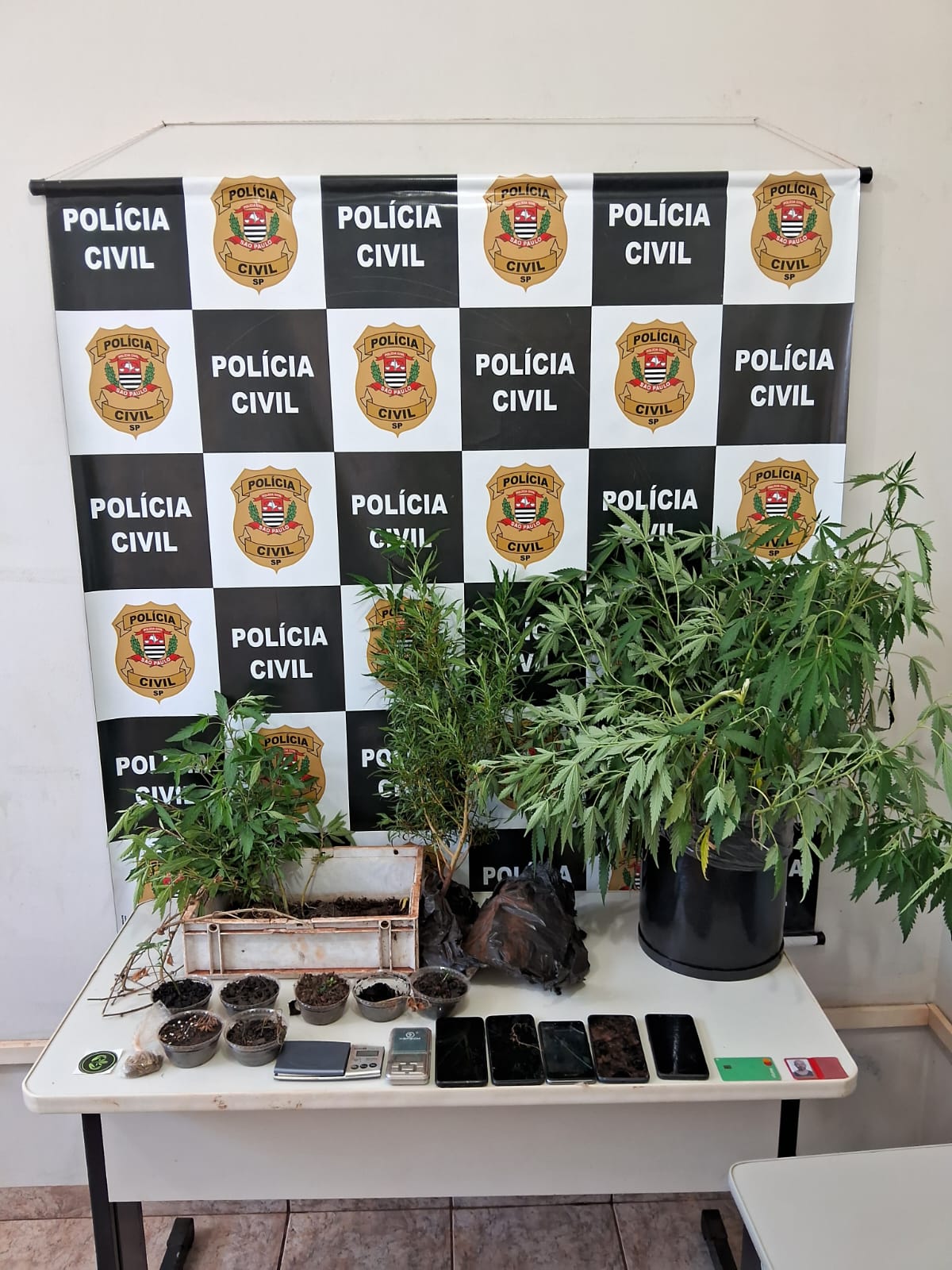 Polícia Civil desmantela laboratório de cultivo de maconha em Guaíra