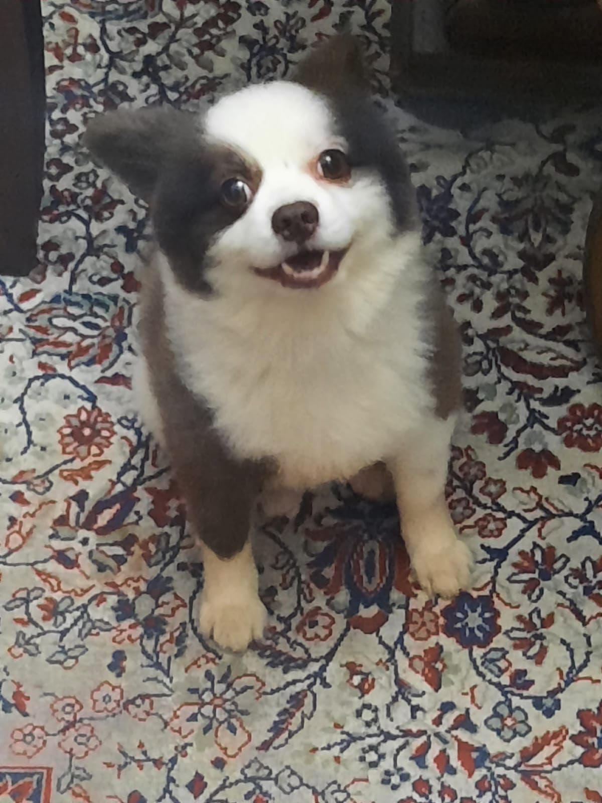 Familia procura cão furtado no centro de Barretos