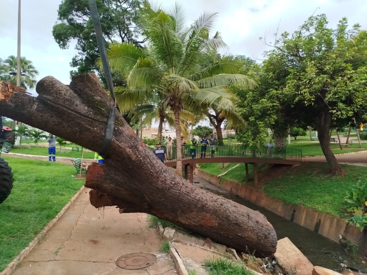 Árvore caída há cerca de 2 meses foi removida da Praça da Primavera