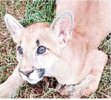 Zoológico de Guaíra lamenta a perda de filhote de onça-parda