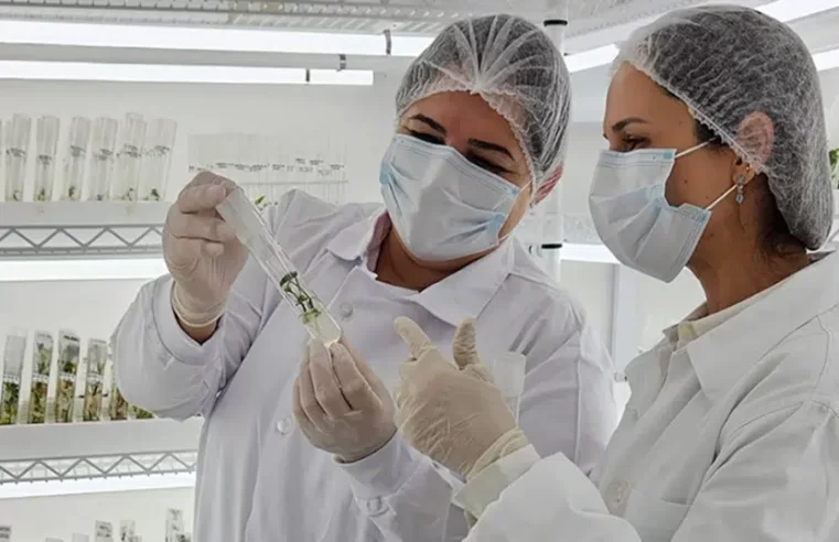 Teste do café: dispositivo eletrônico usa luz para avaliar qualidade dos grãos