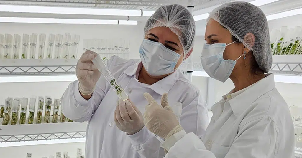 Teste do café: dispositivo eletrônico usa luz para avaliar qualidade dos grãos