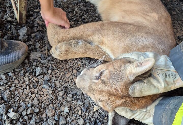 Onça Parda capturada em Taiuva e solta na área rural pela Polícia Ambiental