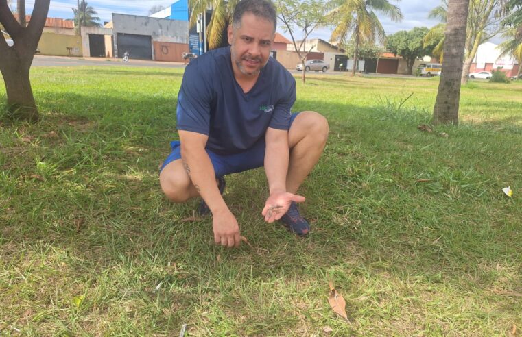 Comerciante demonstra preocupação com uso de lâminas soltura de pipas