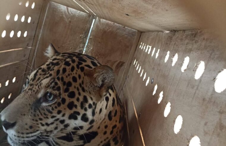 Zoo de Guaíra vira aliado inédito na conservação da onça-pintada com chegada de Caeté