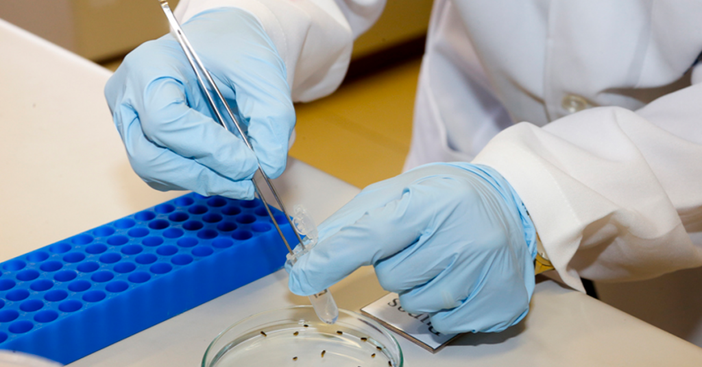 Vacina produzida pela USP contra o vírus zika mostra resultados promissores em testes com camundongos