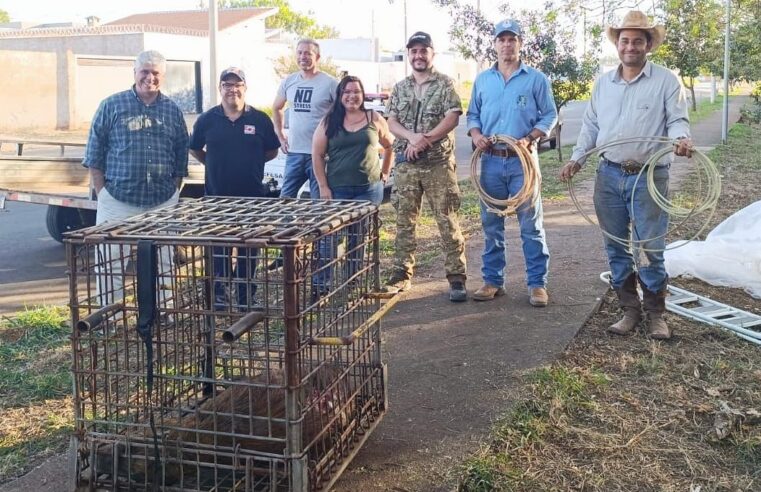 Ação conjunta captura capivara na lagoa do Jardim Europa