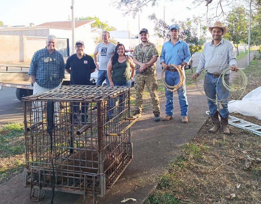 Ação conjunta captura capivara na lagoa do Jardim Europa