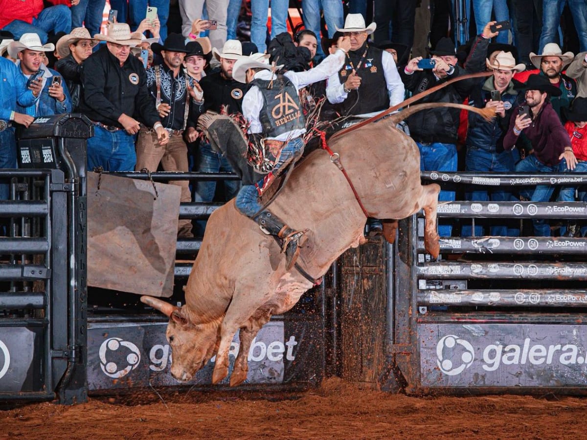 Valiosos e bem cotados, touros são recebidos como estrelas na Festa do Peão de Barretos