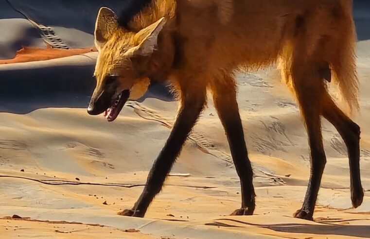 Bombeiros resgatam Lobo Guará que ficou preso em fazenda