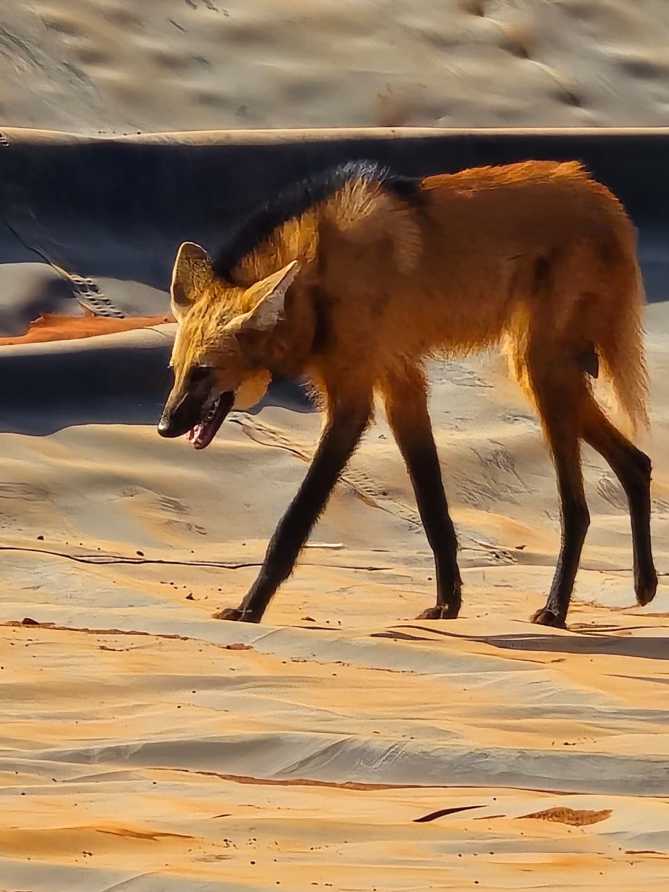 Bombeiros resgatam Lobo Guará que ficou preso em fazenda