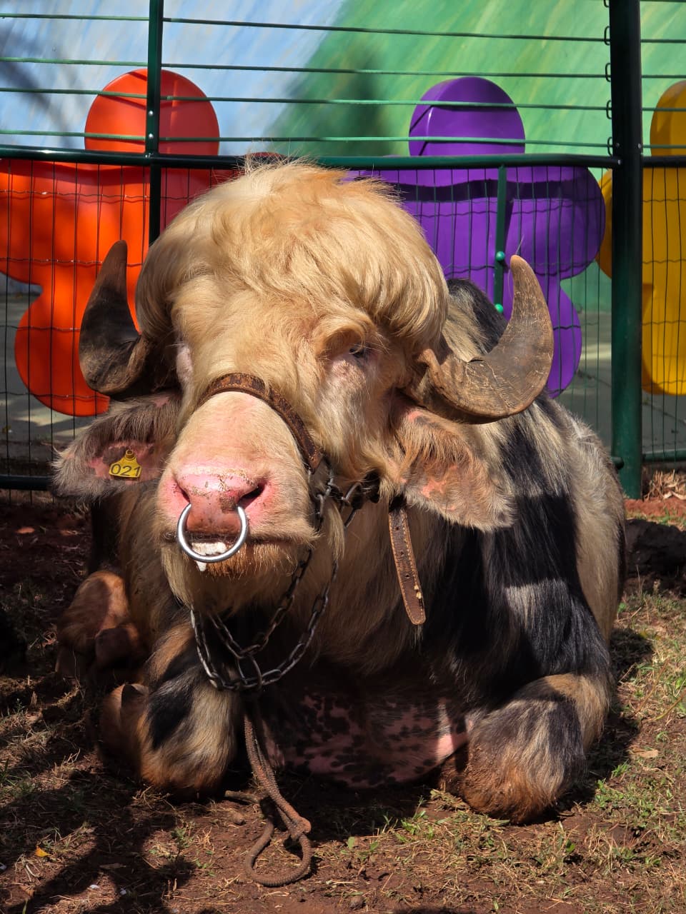 Búfalo Albino é atração da Fazendinha do Tio Claudinho no Rancho do Peãozinho