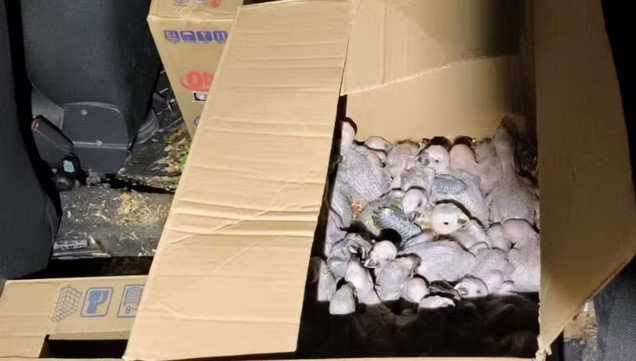 Mais de 120 filhotes de araras-canindé e papagaios são resgatados em caixas de papelão em MG