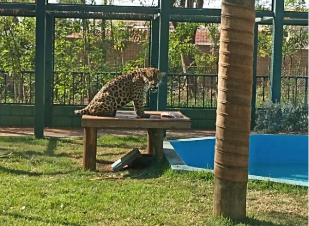 Zoo registra aumento recorde de visitantes graças a onça Caeté