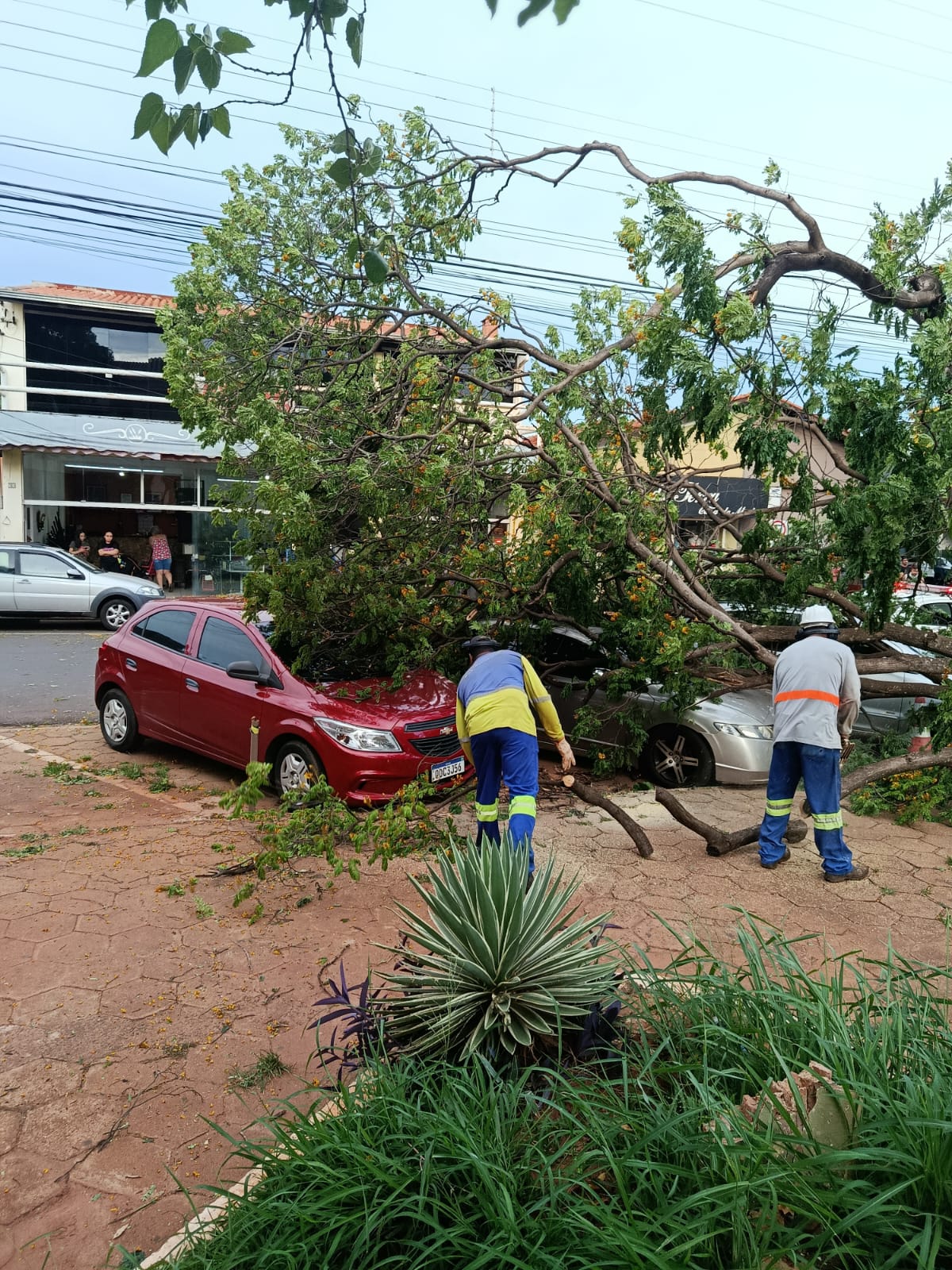 Vendaval provoca queda de árvore de grande porte sobre veículos na Praça São Benedito