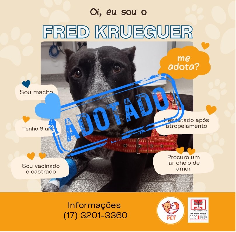 Câmara vota criação da Central Virtual para adoção de cães e gatos