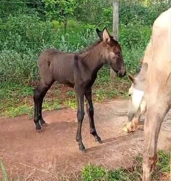 Proprietário procura burrinho desaparecido 
