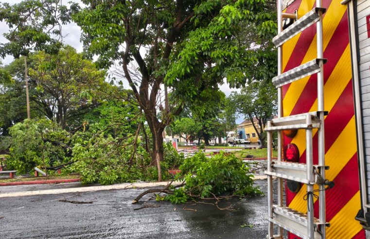 Temporal em Barretos destelha casa e provoca queda de árvores