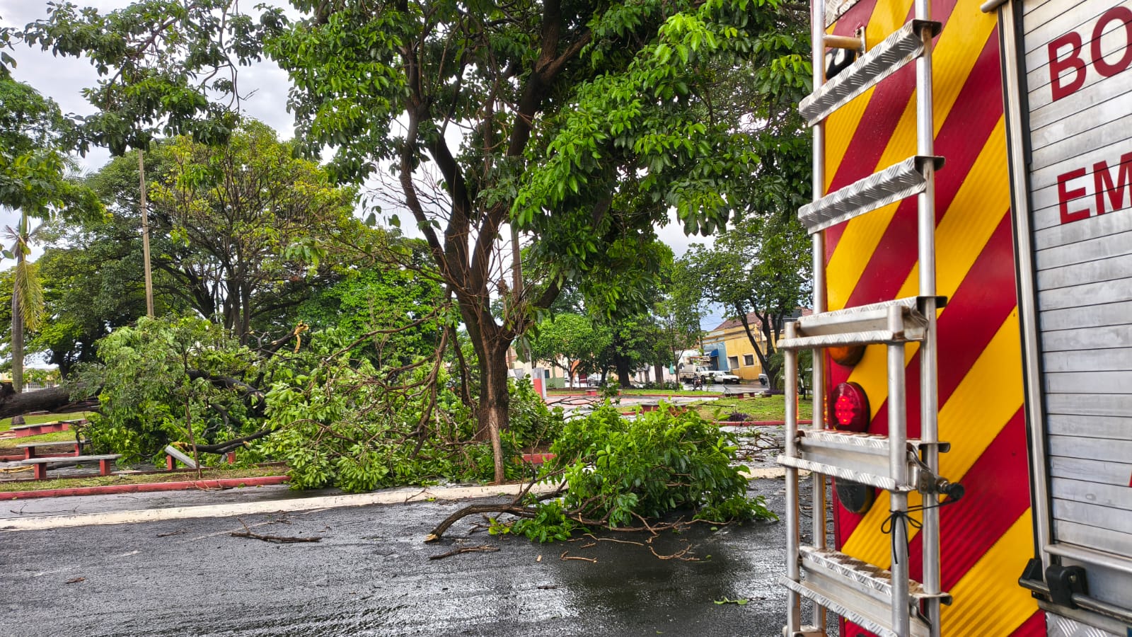 Temporal em Barretos destelha casa e provoca queda de árvores